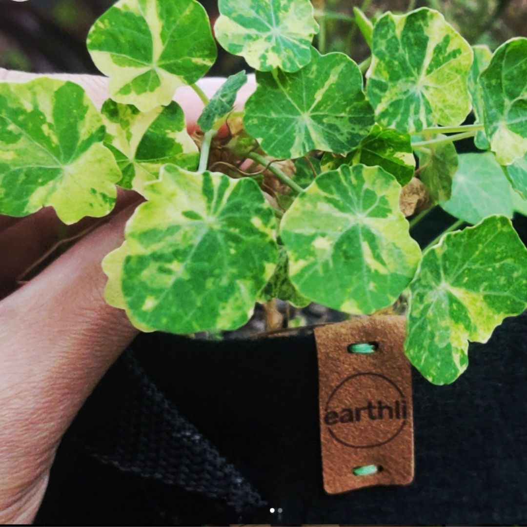 Alaskan nasturtium plant growing in a garden