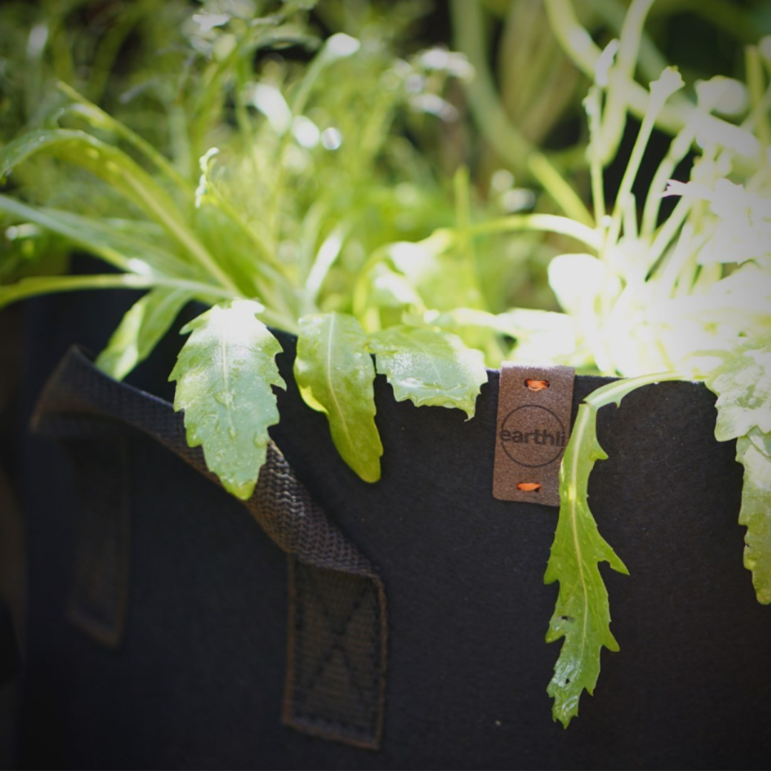 Garden with companion plants growing together