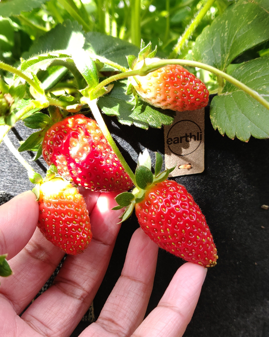 Strawberry plant