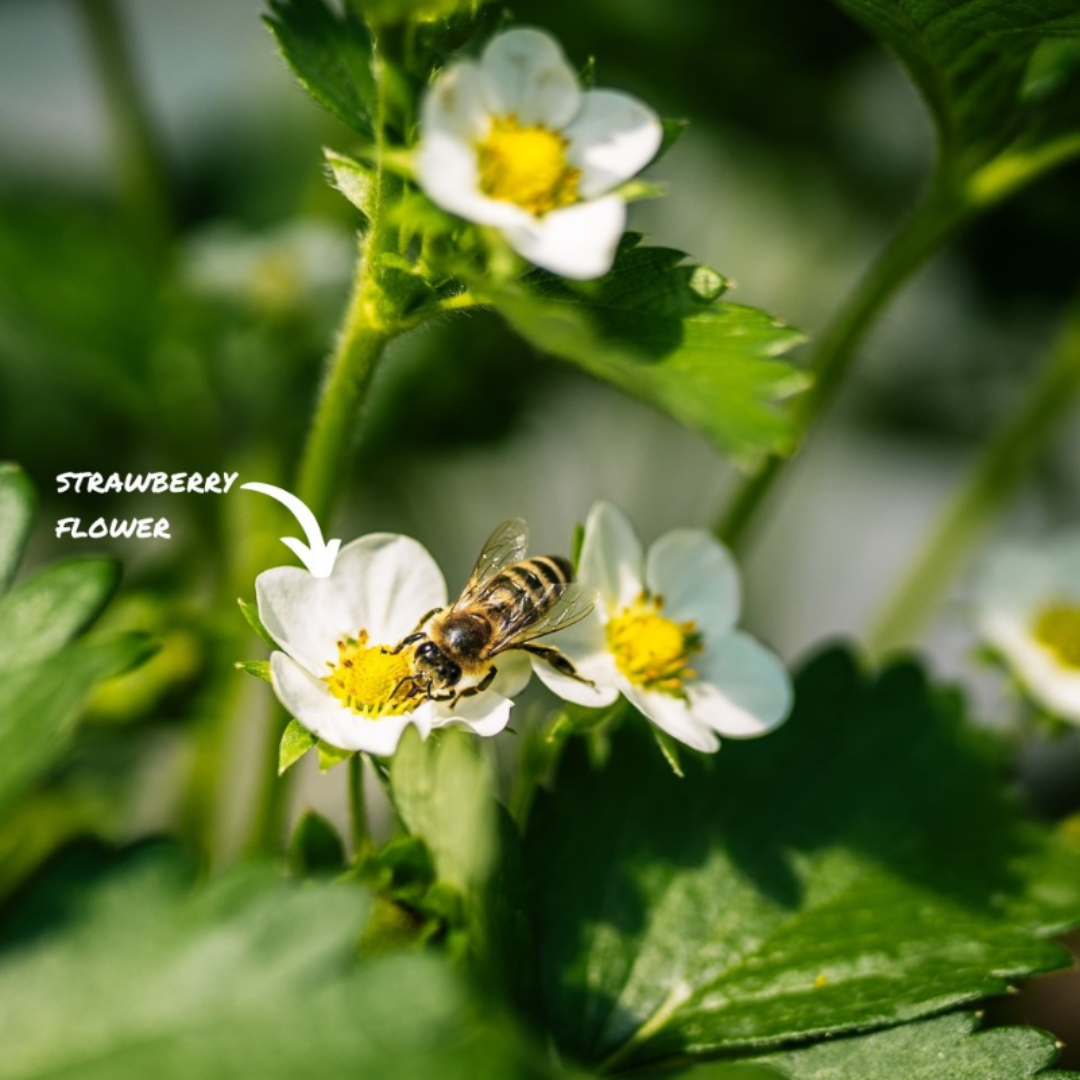 Strawberry bee